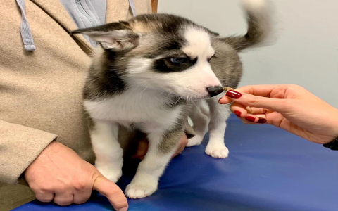 pet care near me for dogs