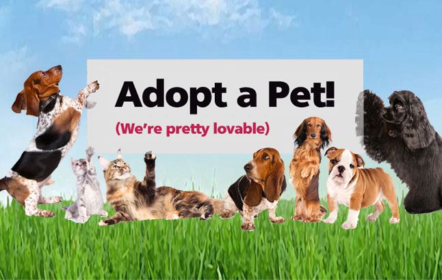 animal adopt shelter