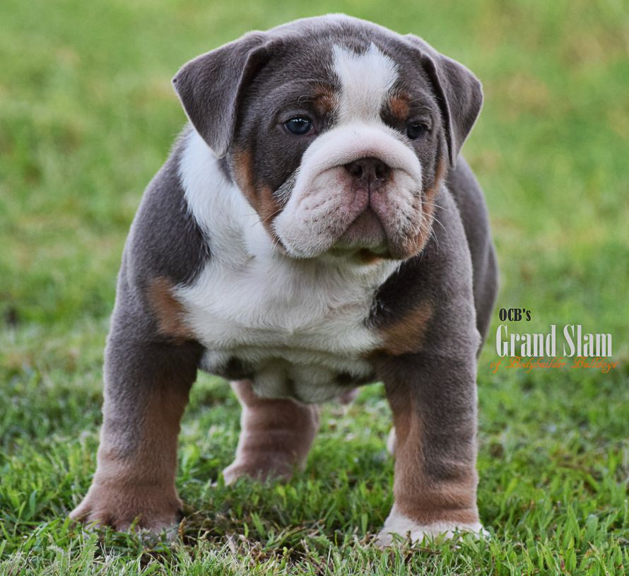 old english bulldogs for sale near me