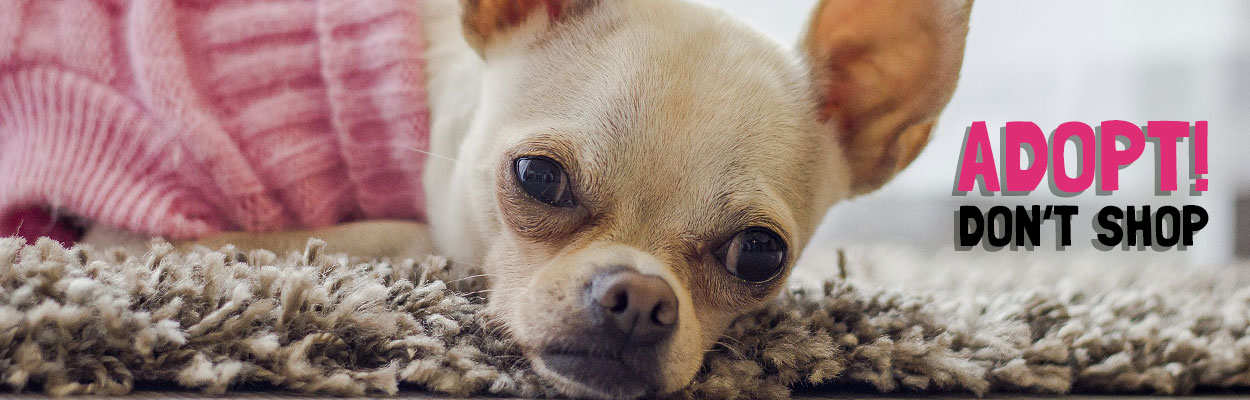 chihuahua rescue new england