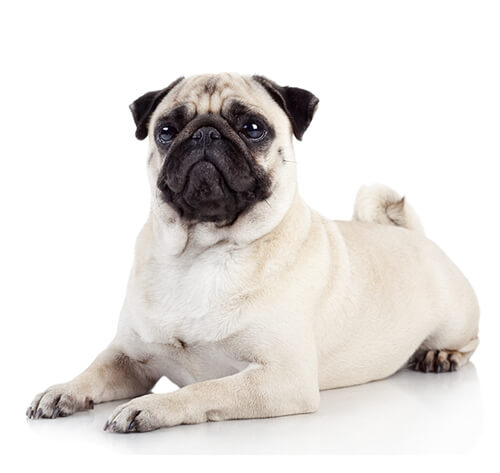 pug purina