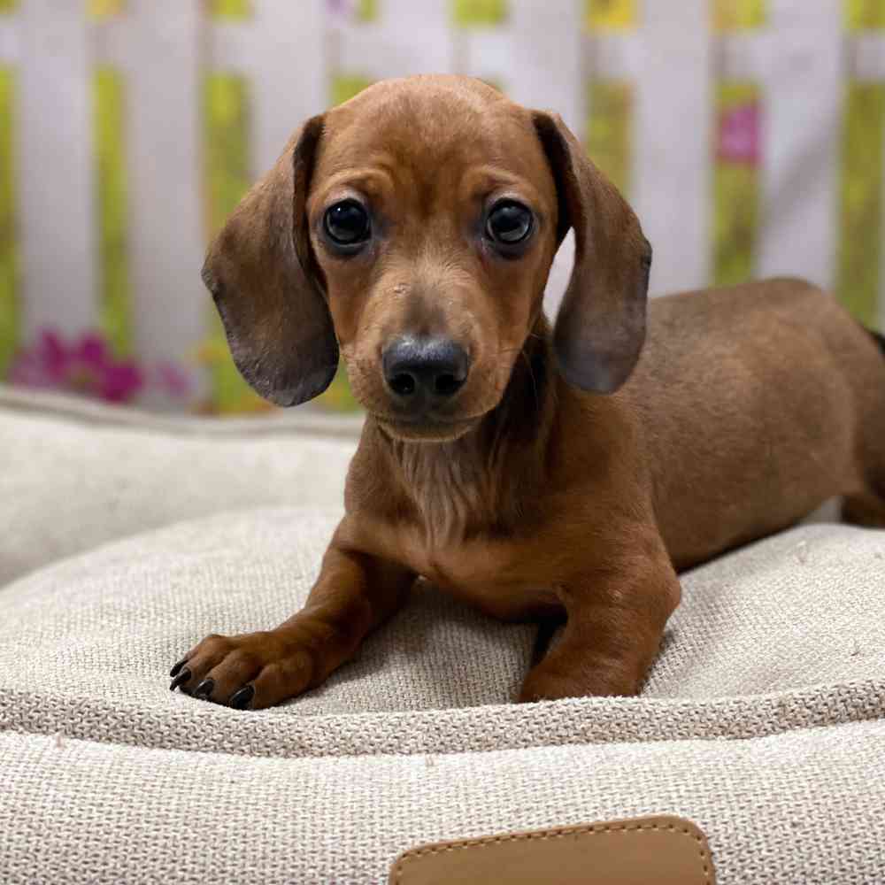 dachshunds for sale nj
