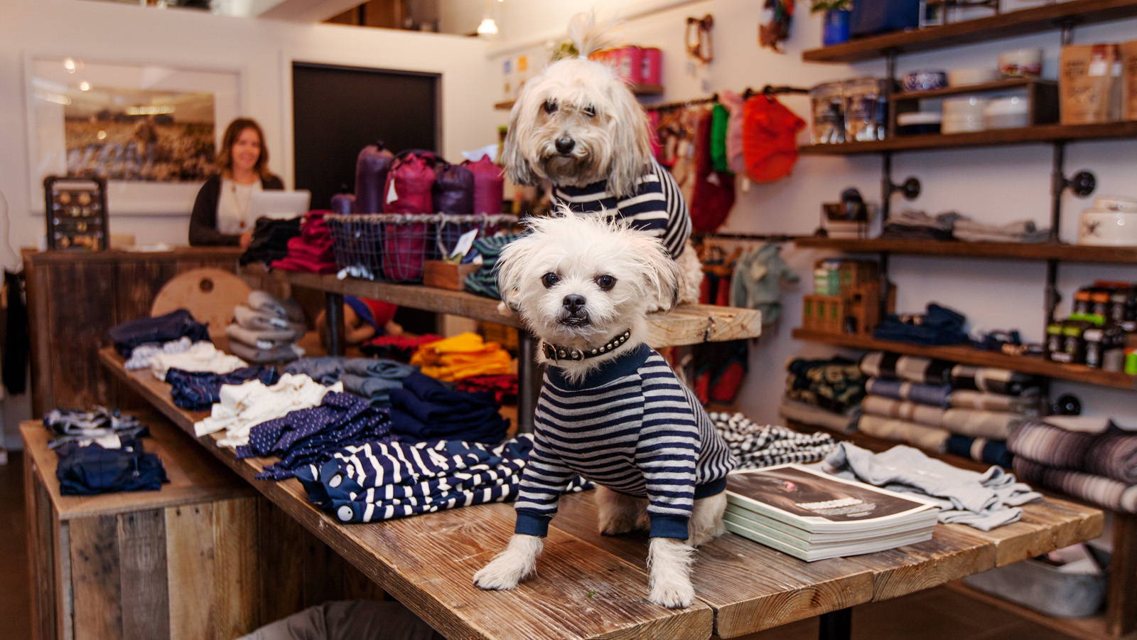 pet store nyc puppies