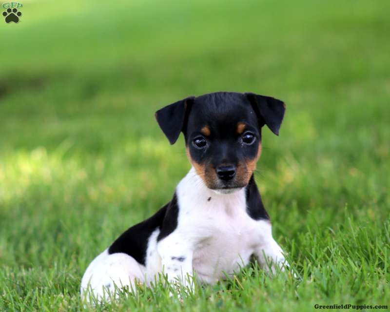 jack russell puppies for sale in pa