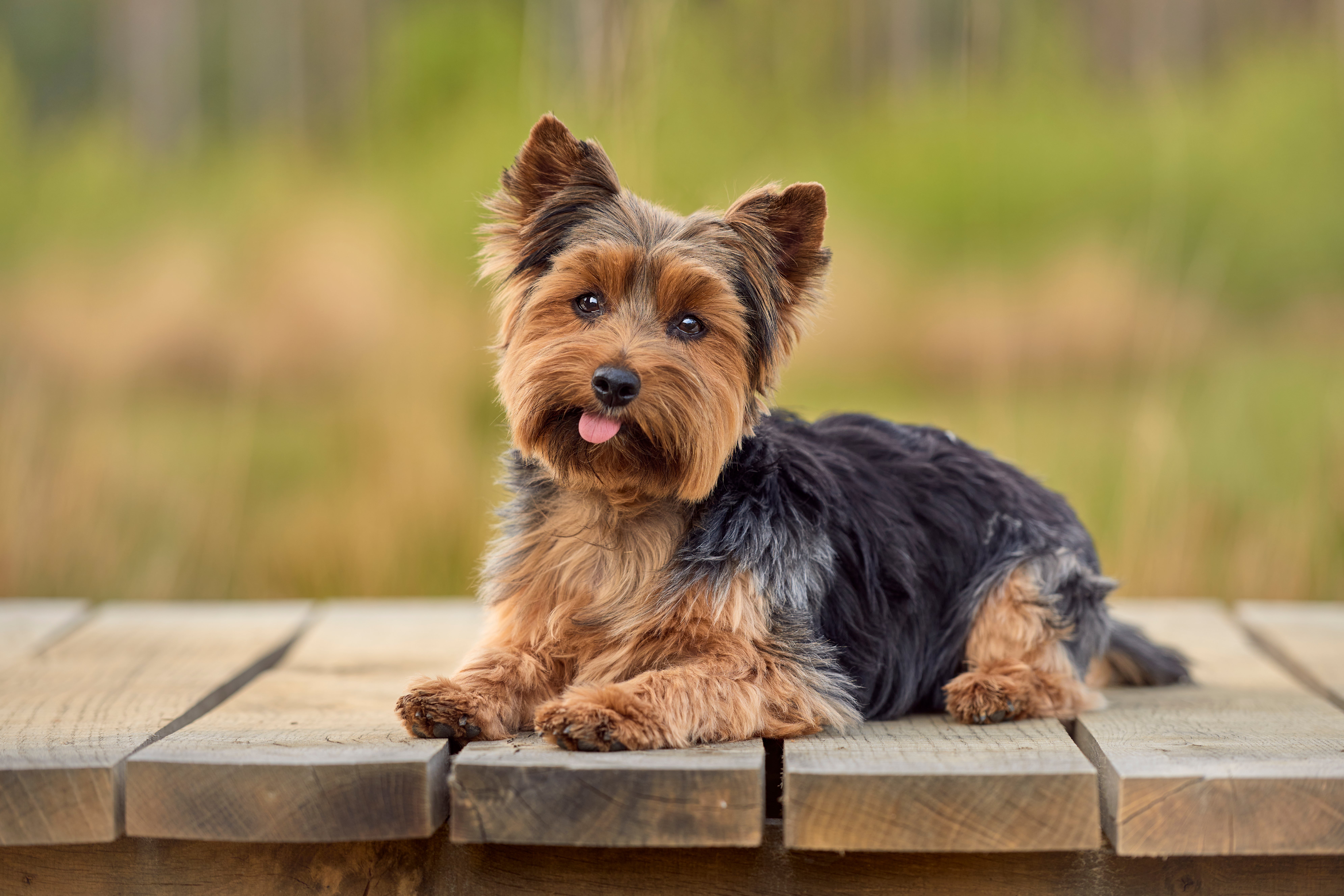 buy or adopt yorkshire terrier