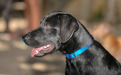 petfinder corpus christi