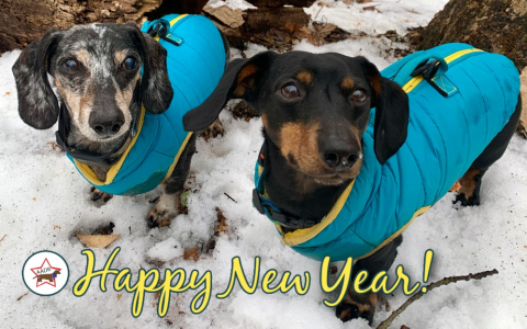 free dachshunds near me