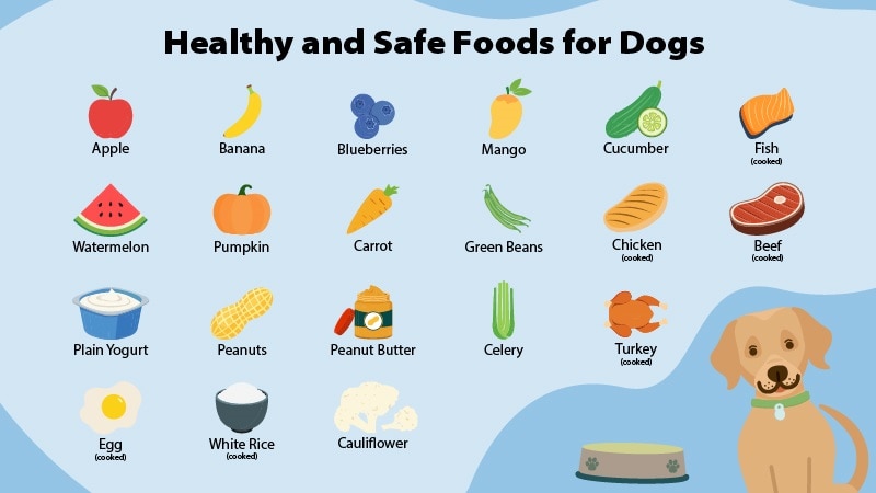 best dog food list
