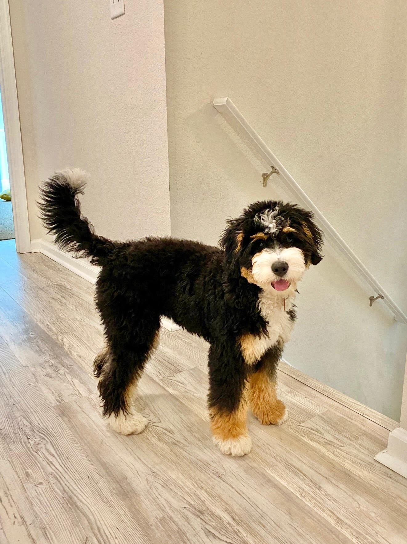 bernedoodle indiana