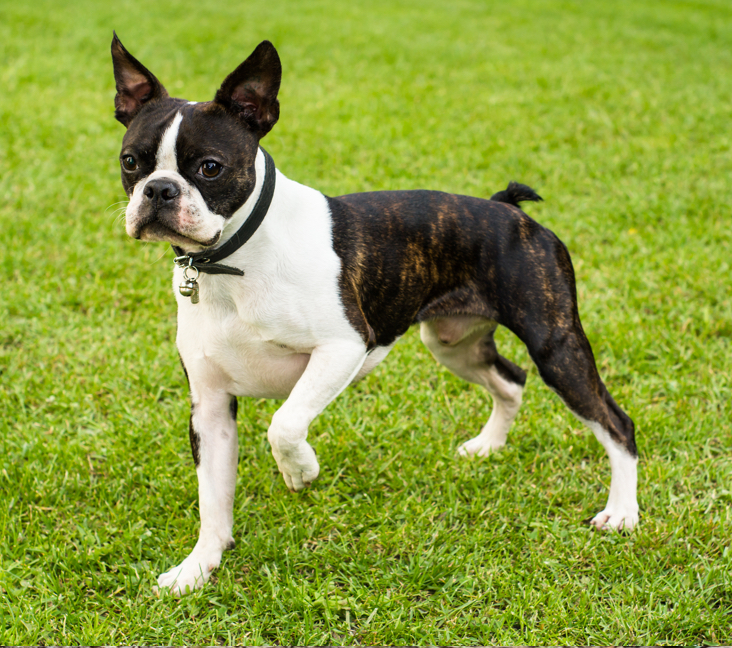 boston terrier puppies in indiana
