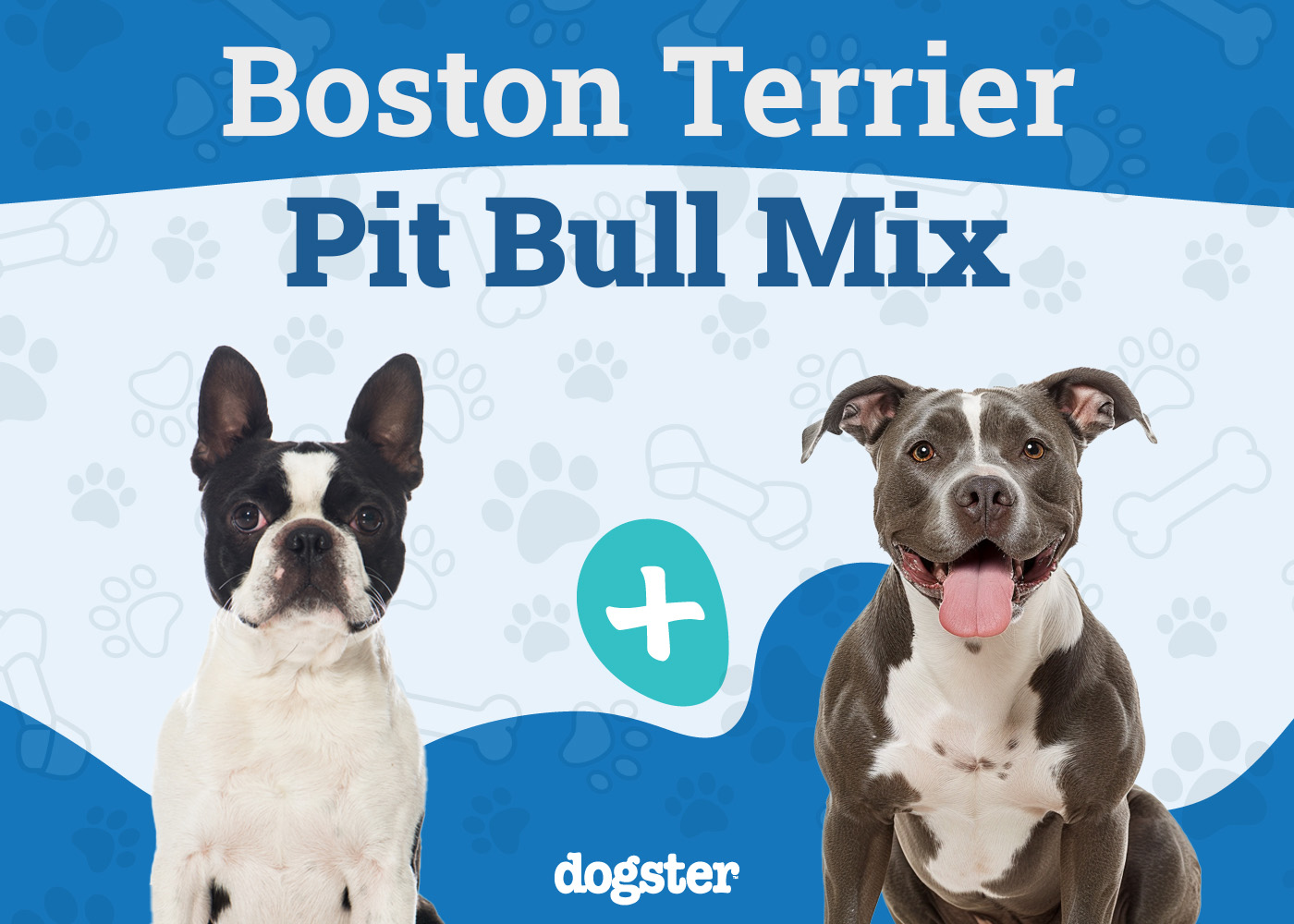 boston pit mix