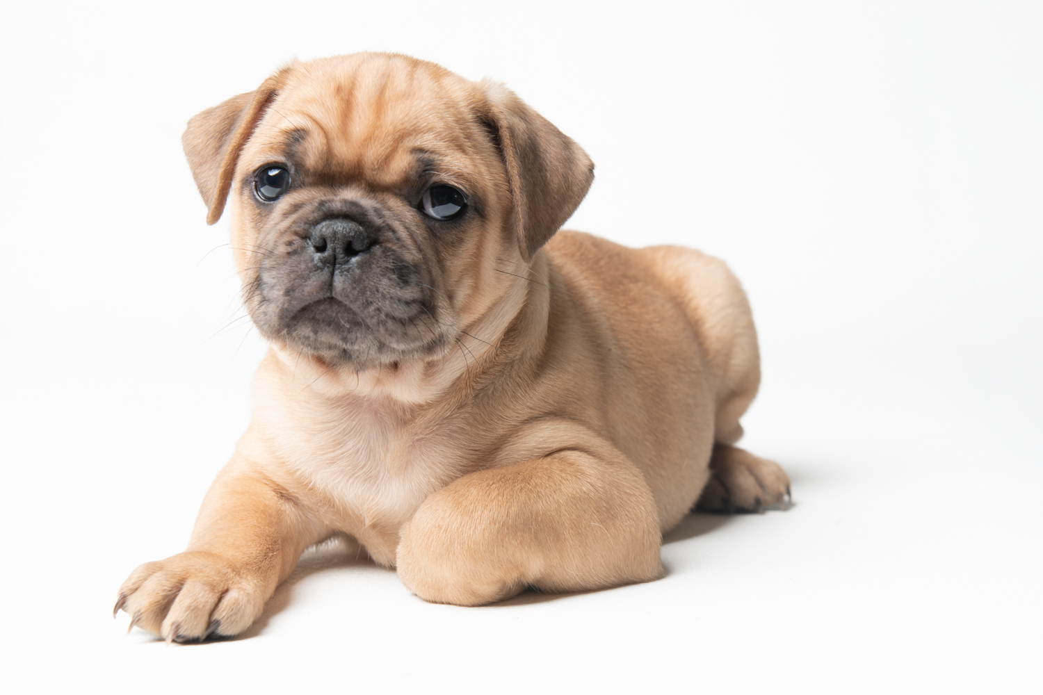 frenchie pug mix for sale