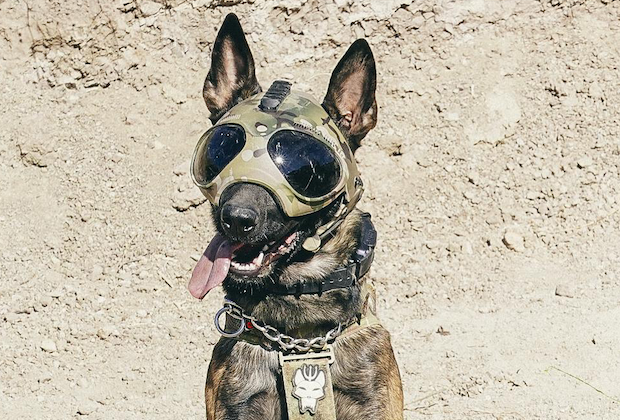 dog on seal team
