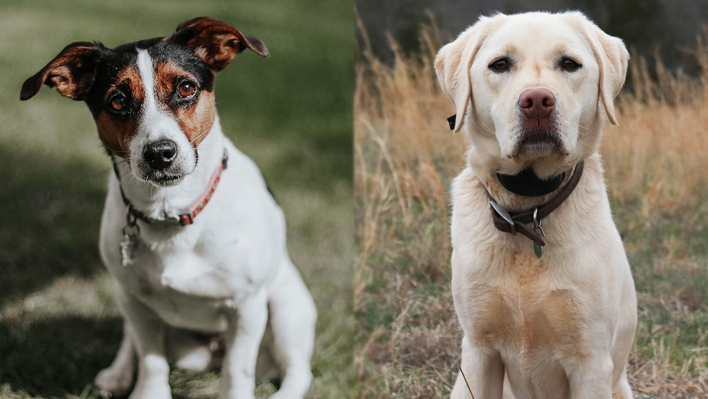 jack russell labrador