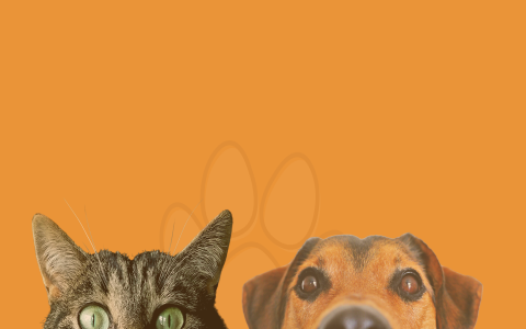 free dogs in rhode island