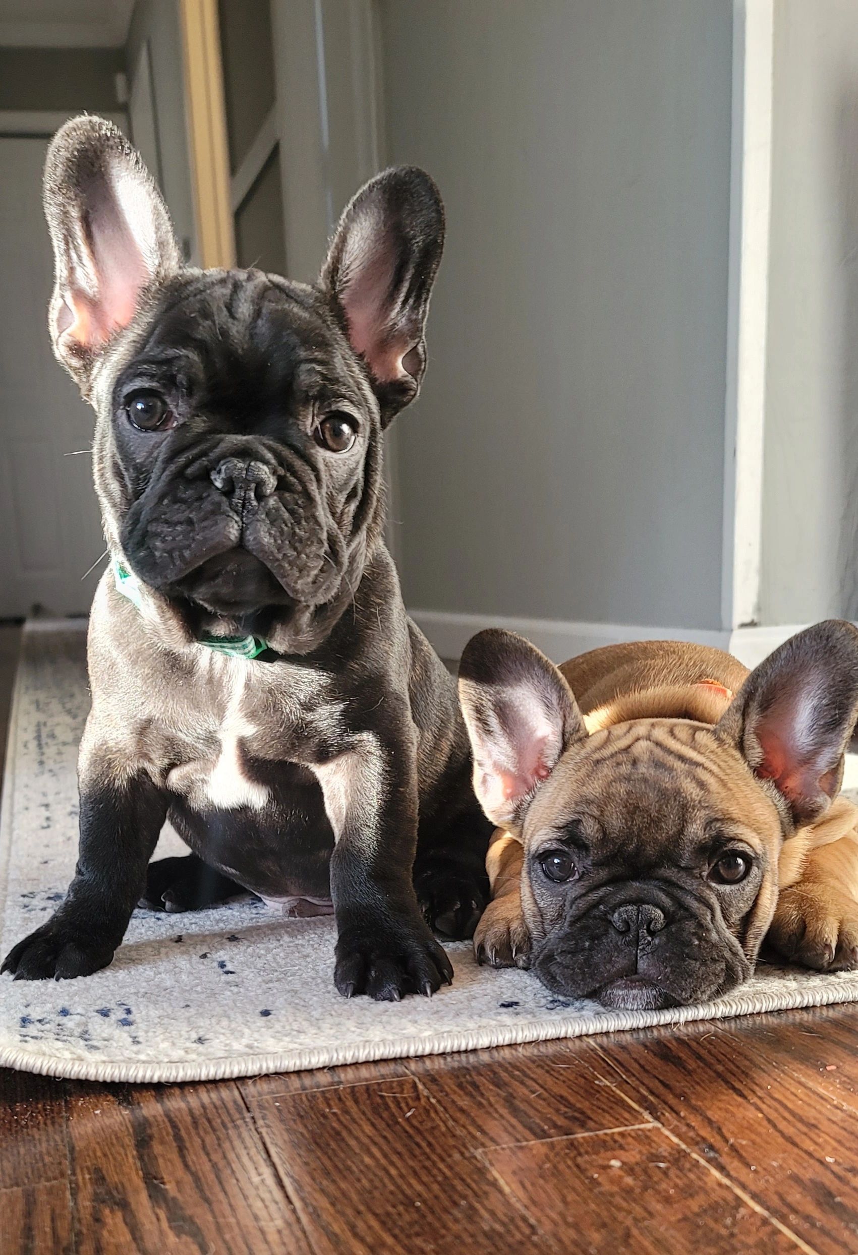 french bulldog puppies ny