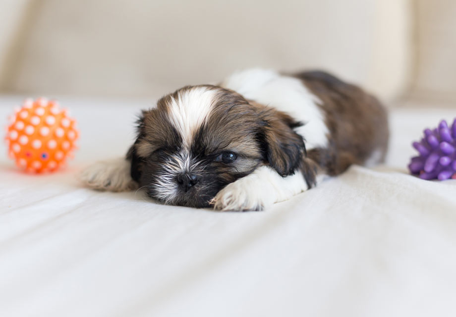 shih tzu puppies for sale under $500 near me