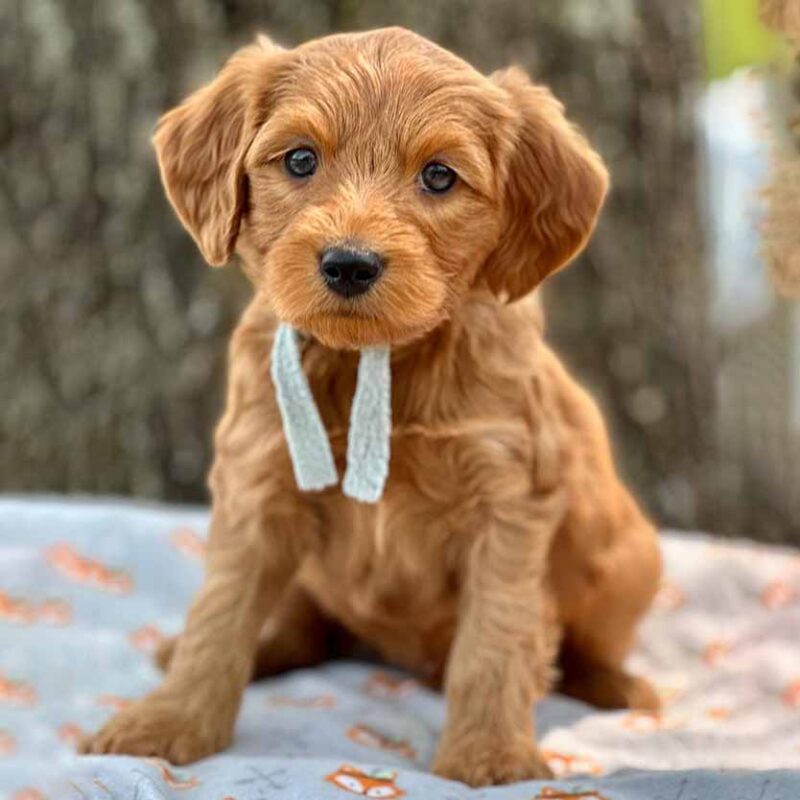 goldendoodle puppies ct