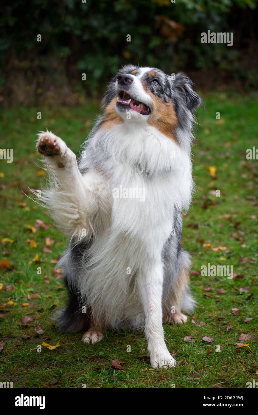 australian shepherd paws