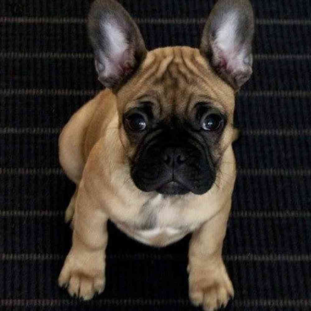 frenchie pug mix for sale