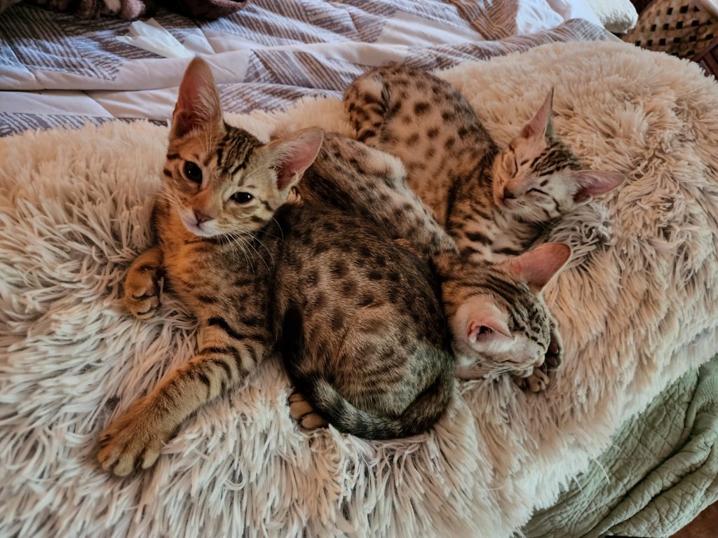 ocicat cat for sale