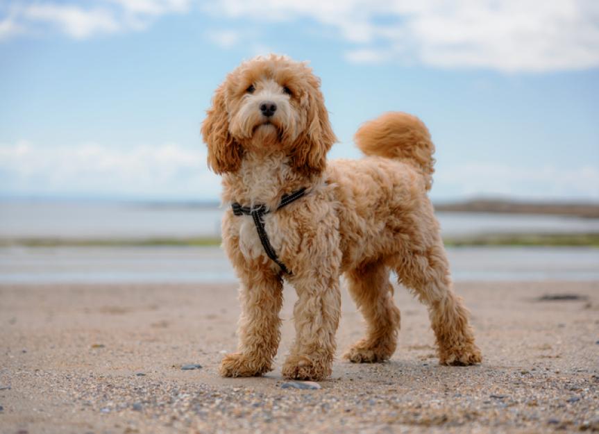 cockapoo photos