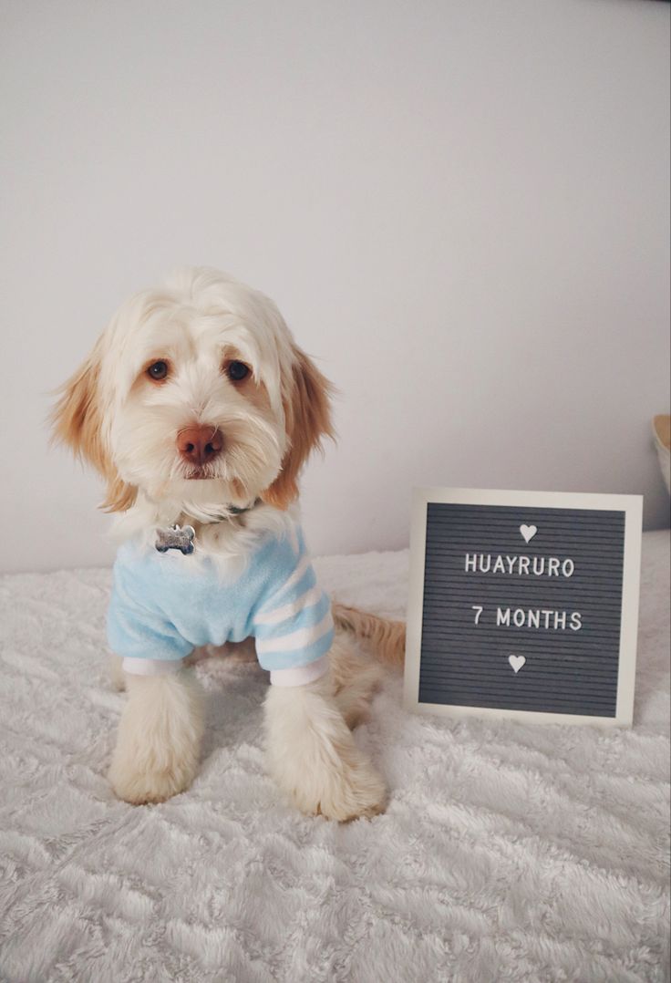 cockapoo bichon frise mix