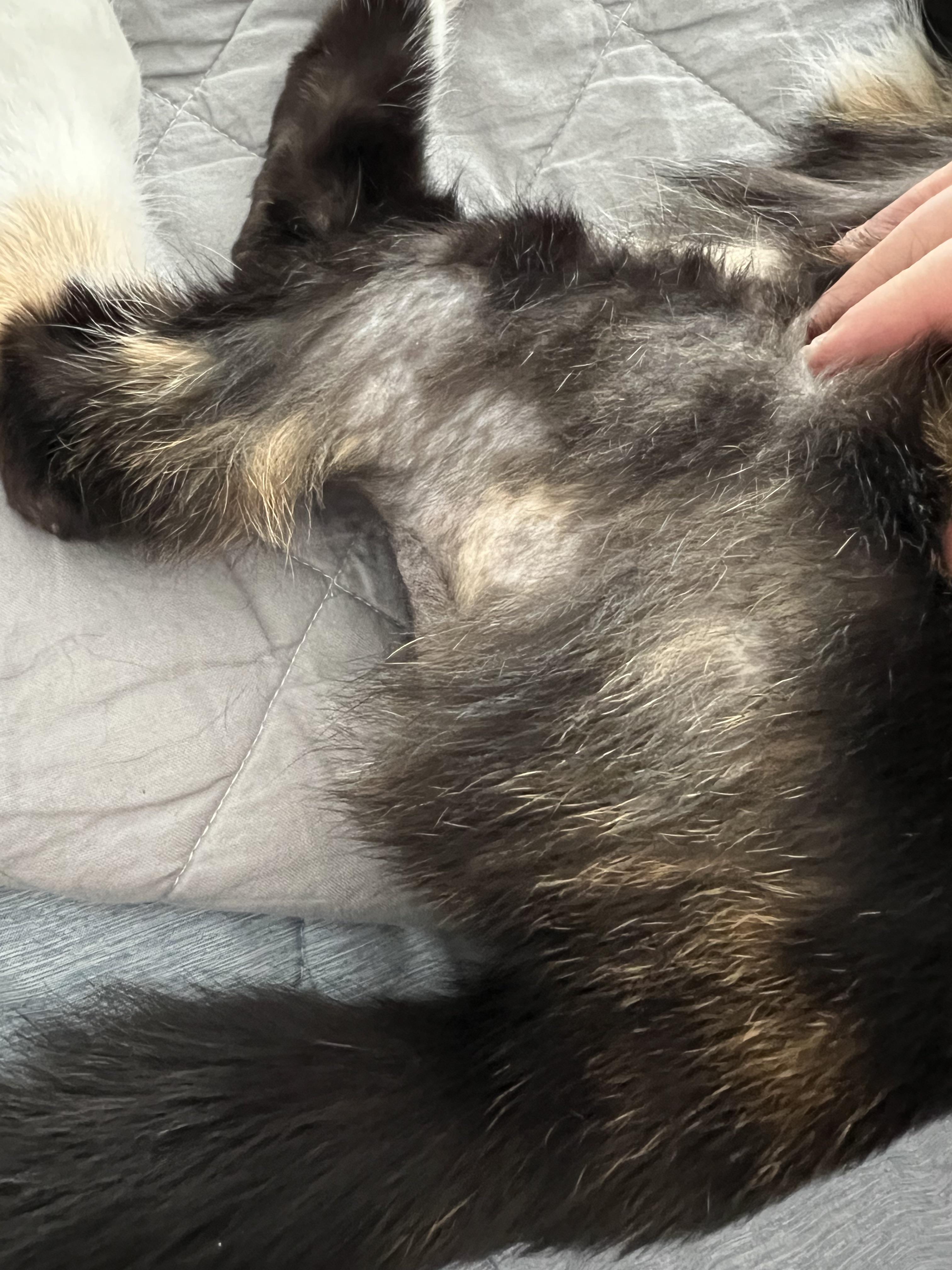 cat missing fur on back leg