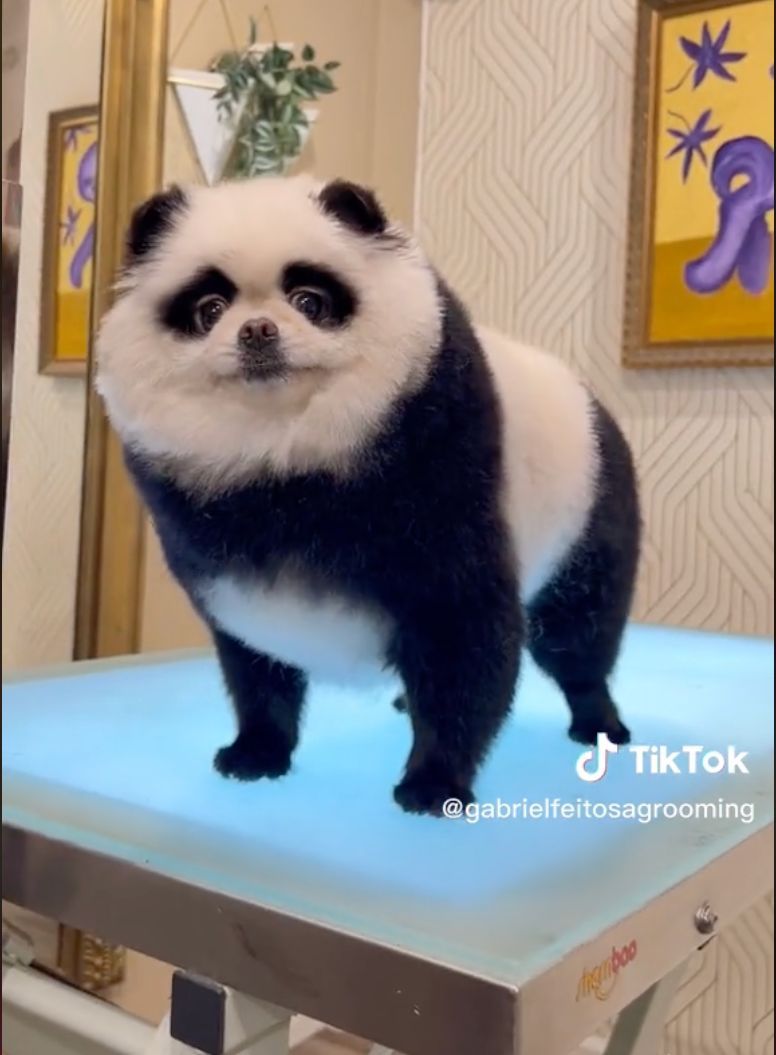 dog grooming to look like other animals