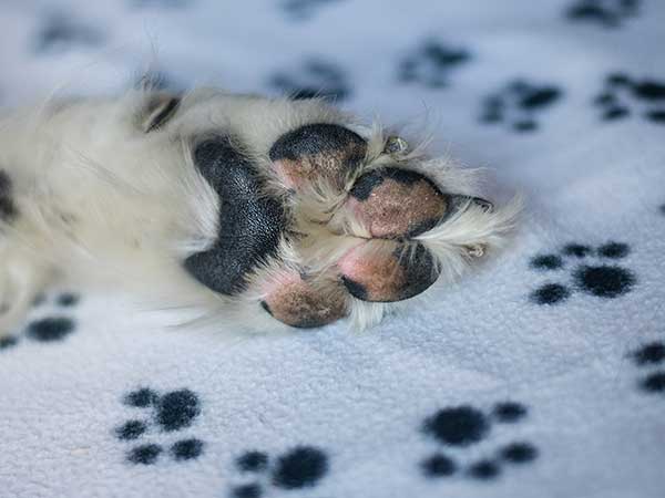 australian shepherd paws