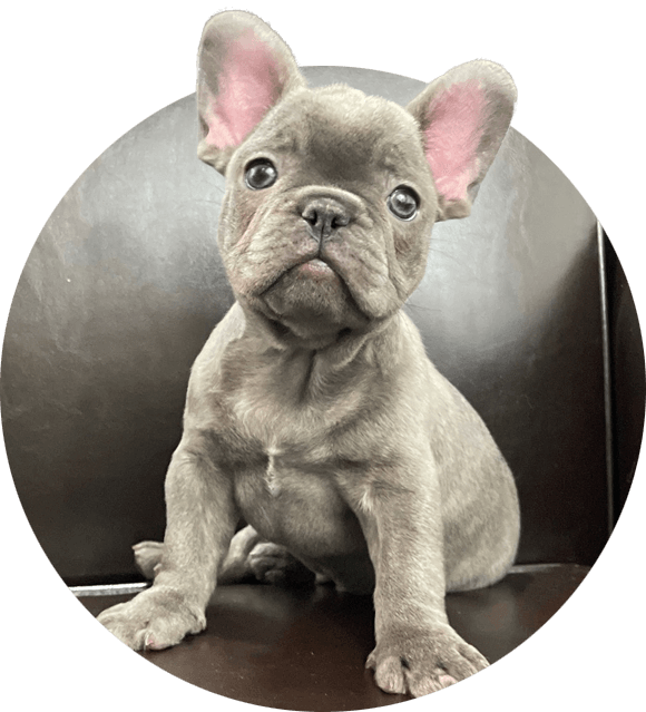 french bulldog puppies ny