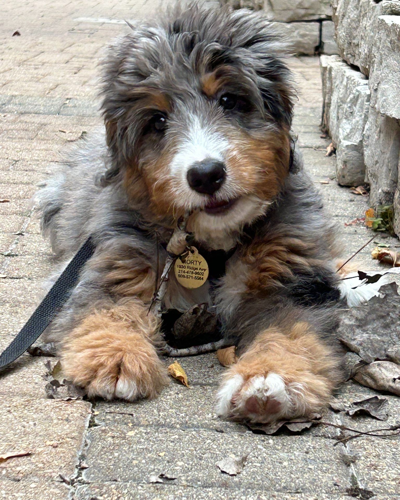 bernedoodle indiana