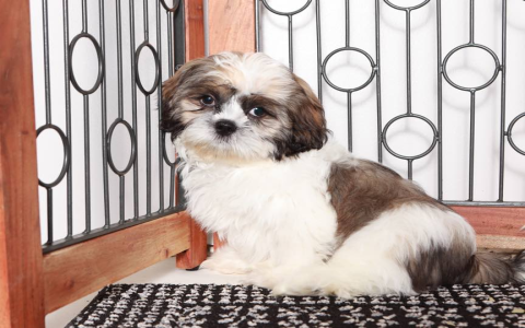 dog breed shih tzu price in india