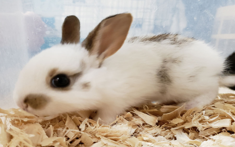 new zealand white rabbit for sale near me