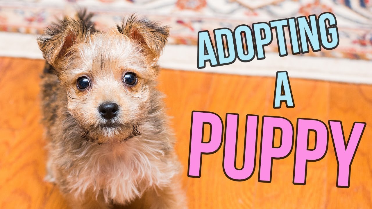 how do you adopt a puppy