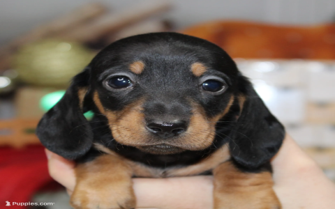 dachshund puppy for adoption near me