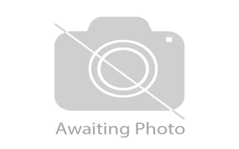 frenchie pug mix for sale