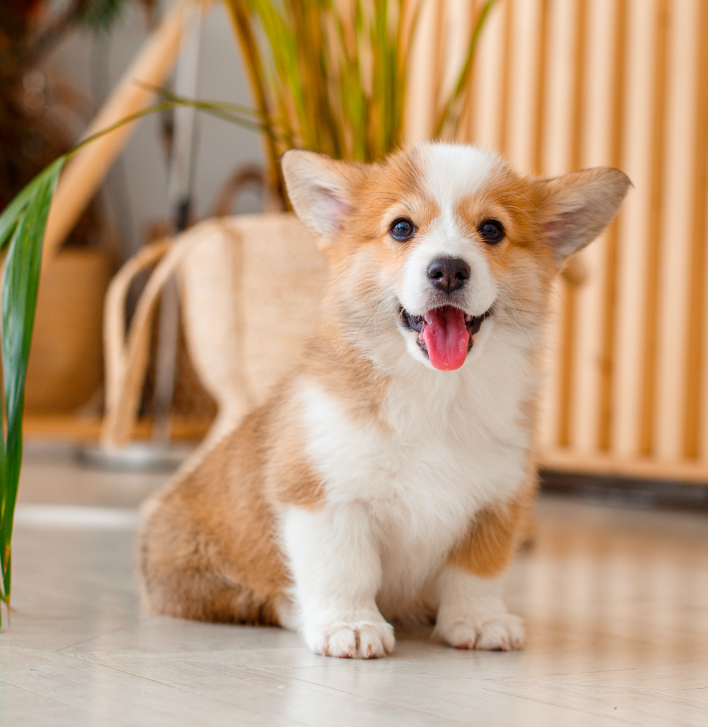 cheap puppies near me for sale