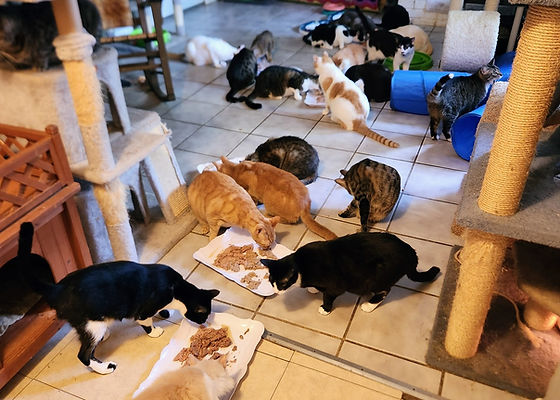 cat rescues in my area