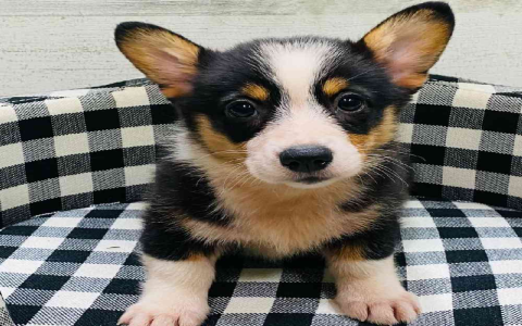 corgi breeders south carolina