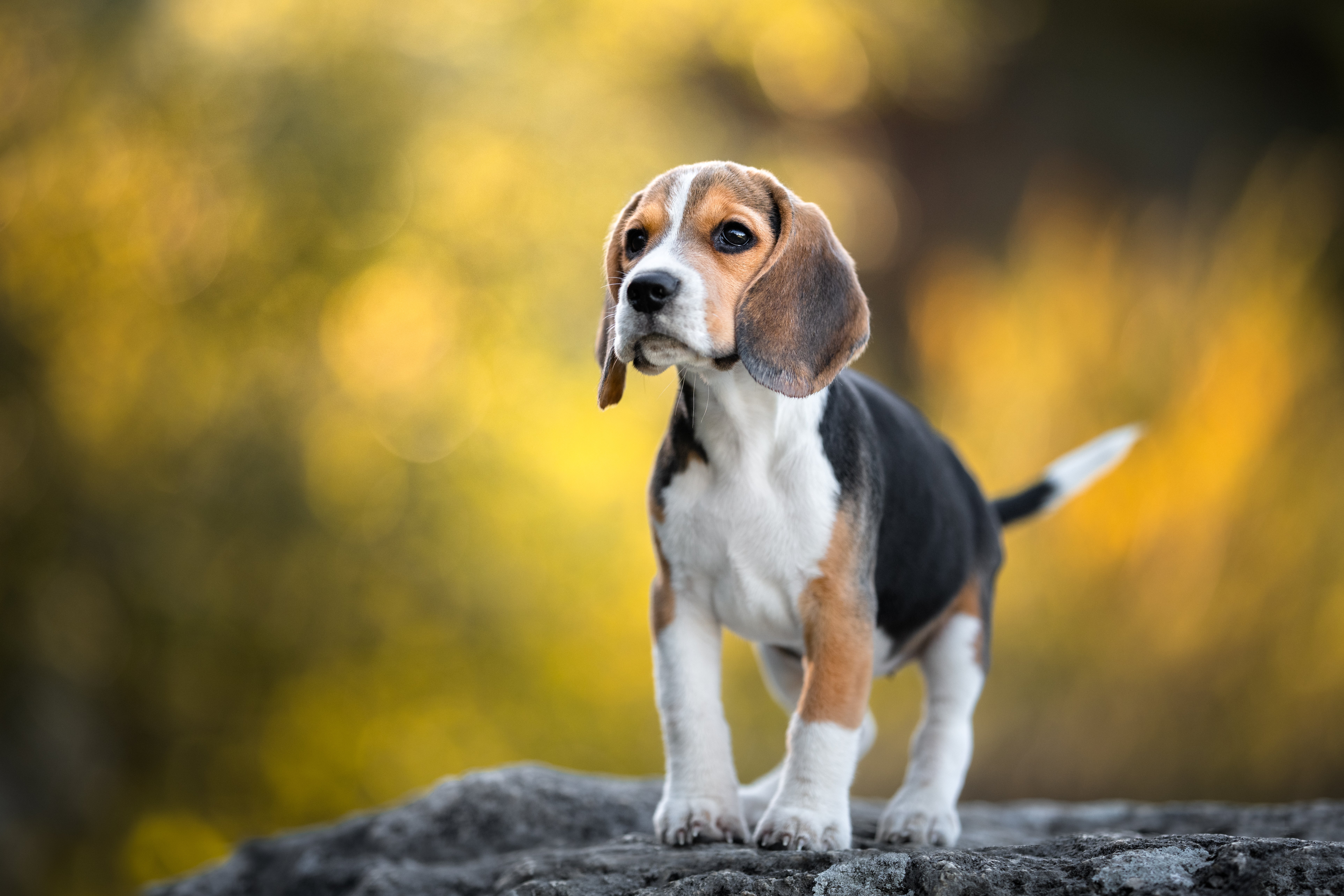 beagle petfinder