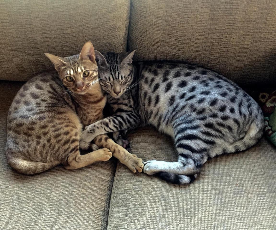 ocicat cat for sale