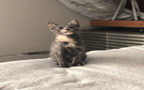 kittens shelters near me