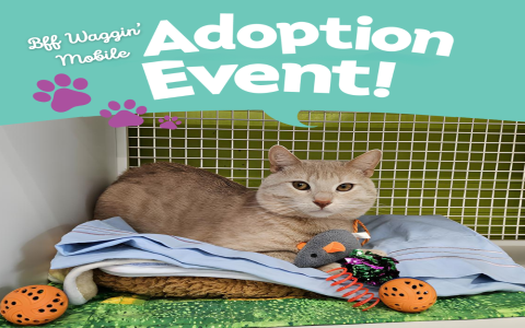 adopt petsmart