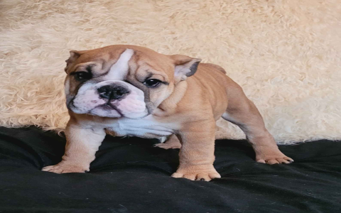 old english bulldogs for sale near me