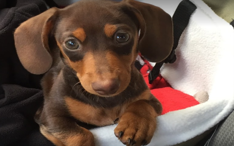 dachshunds for sale in florida