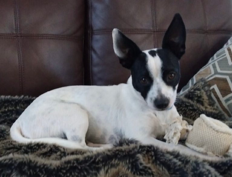 find a home give a home