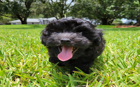 maltipoo puppies in michigan