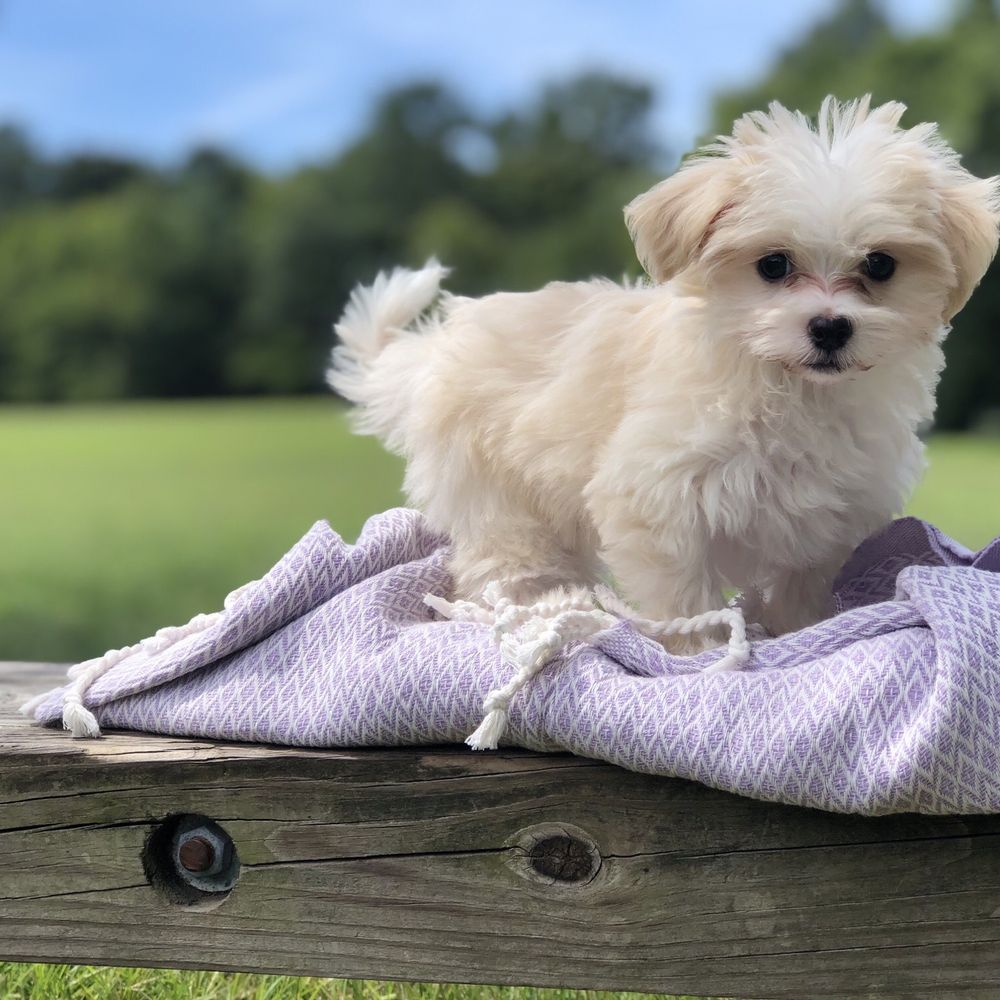 free puppies near my location