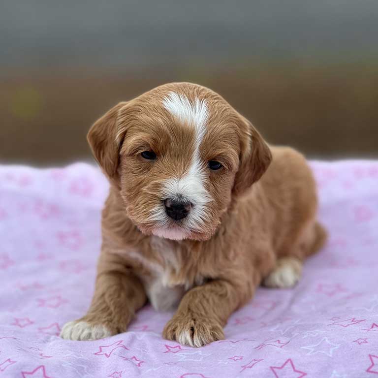 goldendoodle puppies ct